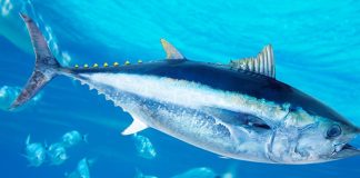 τοξικός υδράργυρος