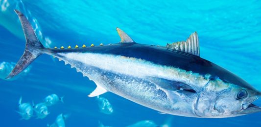 τοξικός υδράργυρος