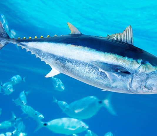 τοξικός υδράργυρος