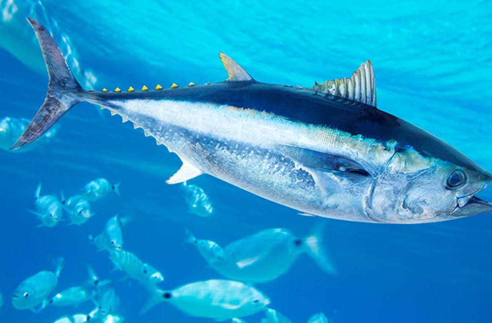 τοξικός υδράργυρος