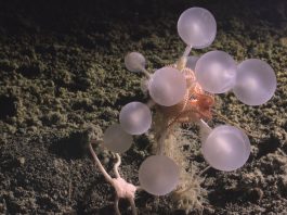 Τρόμος στα βαθιά! Οι μπάλες του θανάτου που τρώνε κρέας