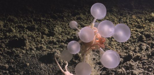 Τρόμος στα βαθιά! Οι μπάλες του θανάτου που τρώνε κρέας