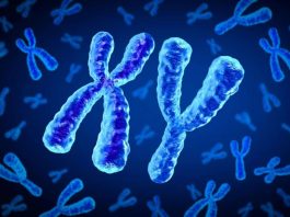 Εξαφανίζεται το χρωμόσωμα Y; Νέο γονίδιο φύλου ίσως είναι το μέλλον των ανδρών