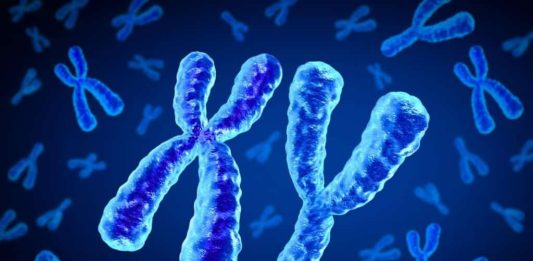 χρωμόσωμα Υ