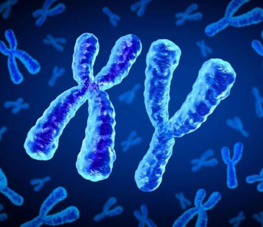 Εξαφανίζεται το χρωμόσωμα Y; Νέο γονίδιο φύλου ίσως είναι το μέλλον των ανδρών