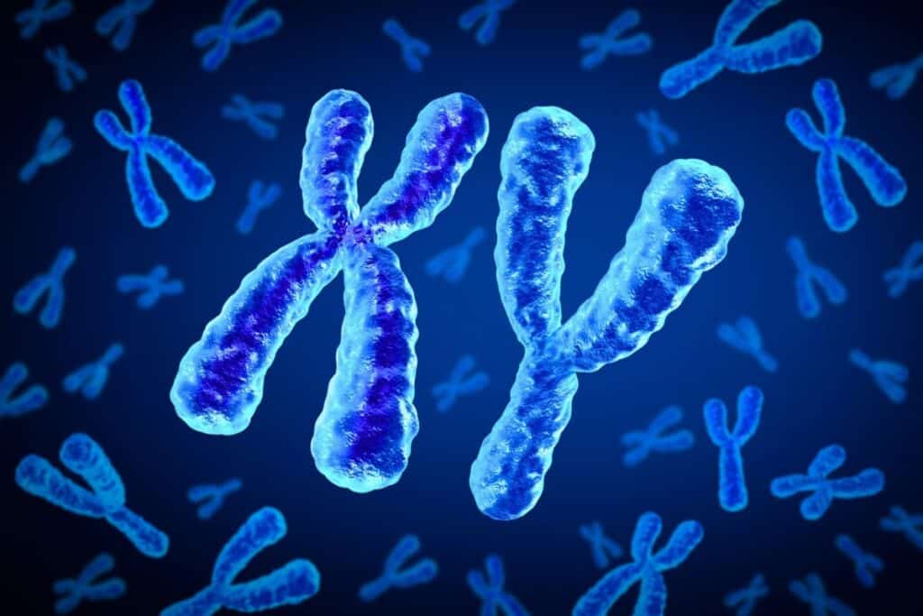 chromosome-y-espece-humaine-1024x683