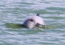 Εντοπίστηκε ένα από τα πιο σπάνια δελφίνια του κόσμου σπάνια δελφίνια