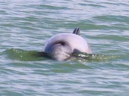 σπάνια δελφίνια