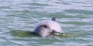 Εντοπίστηκε ένα από τα πιο σπάνια δελφίνια του κόσμου σπάνια δελφίνια