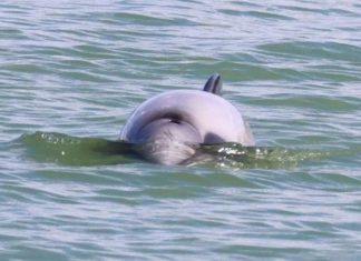 σπάνια δελφίνια