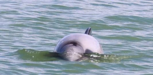 σπάνια δελφίνια