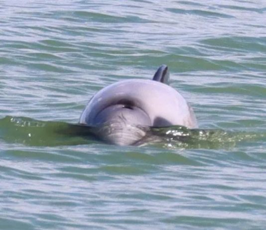 σπάνια δελφίνια