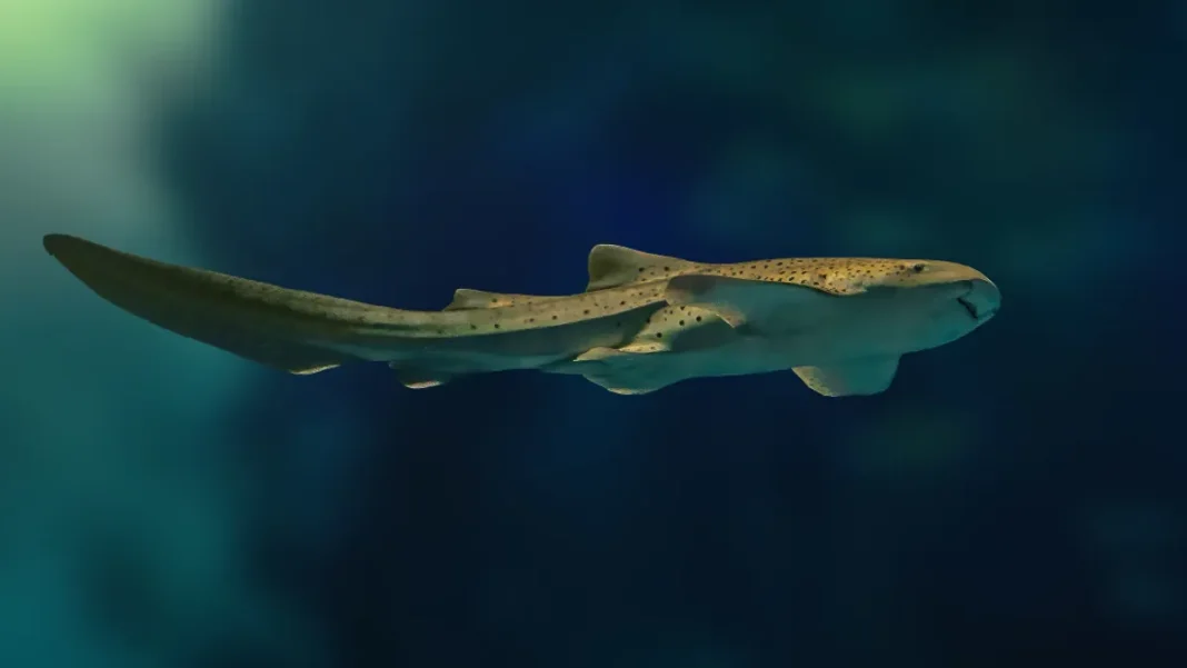 leopard-shark-l καρχαρίες λεοπαρδάλεις