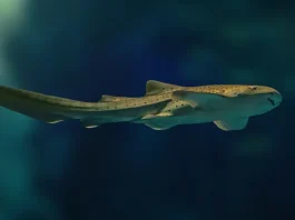 καρχαρίες λεοπαρδάλεις