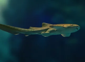 καρχαρίες λεοπαρδάλεις