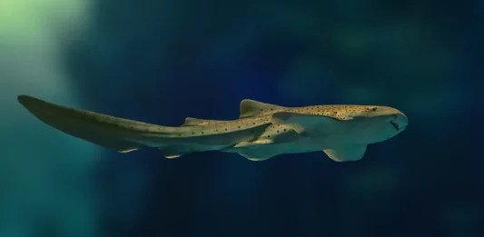 καρχαρίες λεοπαρδάλεις