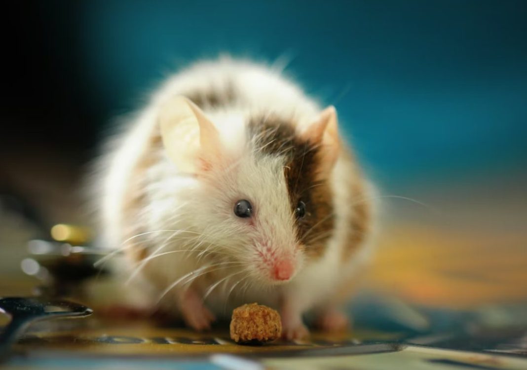 mice ποντίκια εργαστηρίου