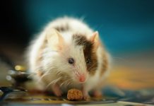 Δεν θα πιστεύεις τι συμβαίνει όταν απελευθέρωσαν ποντίκια εργαστηρίου στη φύση ποντίκια εργαστηρίου