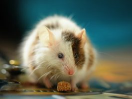 Δεν θα πιστεύεις τι συμβαίνει όταν απελευθέρωσαν ποντίκια εργαστηρίου στη φύση ποντίκια εργαστηρίου