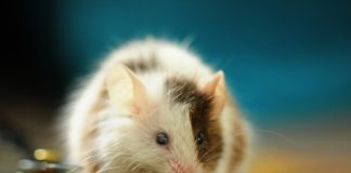 Δεν θα πιστεύεις τι συμβαίνει όταν απελευθέρωσαν ποντίκια εργαστηρίου στη φύση ποντίκια εργαστηρίου