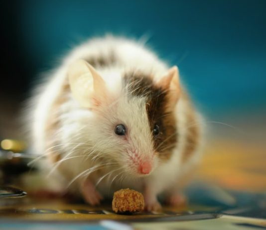 Δεν θα πιστεύεις τι συμβαίνει όταν απελευθέρωσαν ποντίκια εργαστηρίου στη φύση ποντίκια εργαστηρίου