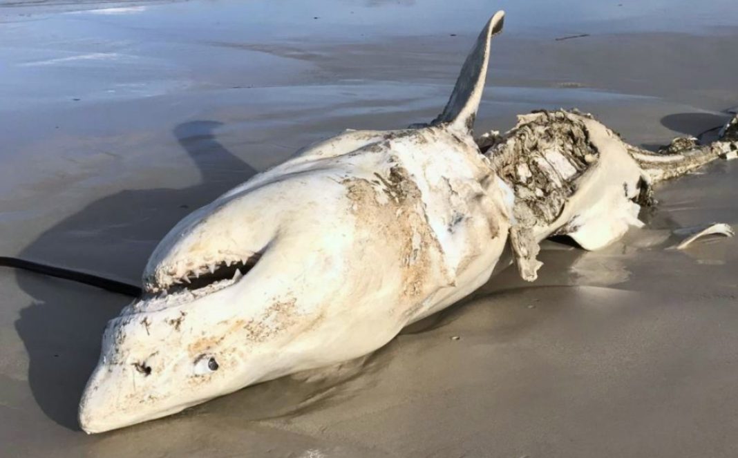 Και όμως ο λευκός φονικός καρχαρίας "γονατίζει" μπροστά σε αυτό το τέρας