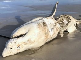 Και όμως ο λευκός φονικός καρχαρίας "γονατίζει" μπροστά σε αυτό το τέρας