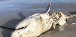 Και όμως ο λευκός φονικός καρχαρίας "γονατίζει" μπροστά σε αυτό το τέρας