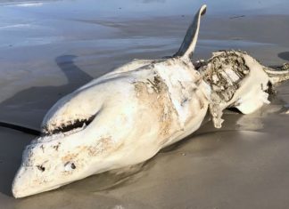 Και όμως ο λευκός φονικός καρχαρίας "γονατίζει" μπροστά σε αυτό το τέρας