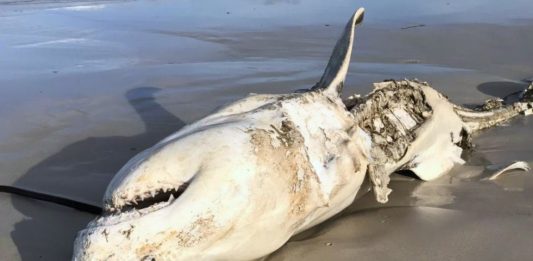 Και όμως ο λευκός φονικός καρχαρίας "γονατίζει" μπροστά σε αυτό το τέρας