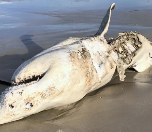 Και όμως ο λευκός φονικός καρχαρίας “γονατίζει” μπροστά σε αυτό το τέρας Και όμως ο λευκός φονικός καρχαρίας "γονατίζει" μπροστά σε αυτό το τέρας