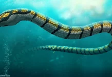 Paleophis colassaeus