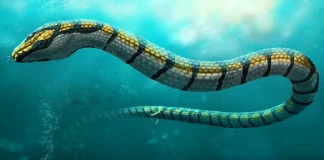 Paleophis colassaeus