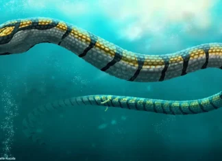 Paleophis colassaeus