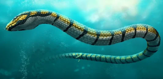 Paleophis colassaeus