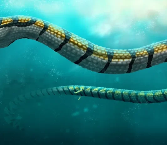 Paleophis colassaeus