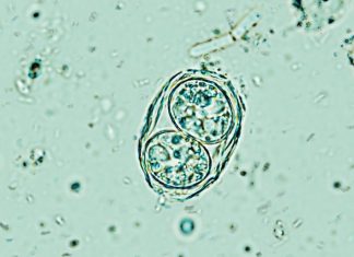 Toxoplasma gondii