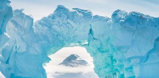 μορφές ζωής Ανταρκτική