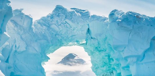 μορφές ζωής Ανταρκτική