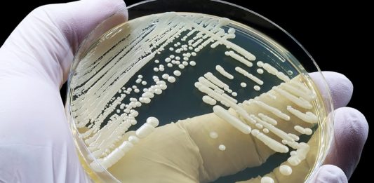 Candida auris: Ο θανατηφόρος μύκητας που εξαπλώνεται ραγδαία! Είστε μόνοι!