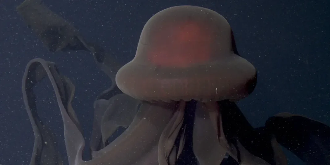 Stygiomedusa gigantea