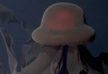 Stygiomedusa gigantea