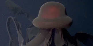 Stygiomedusa gigantea