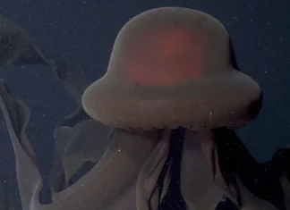 Stygiomedusa gigantea