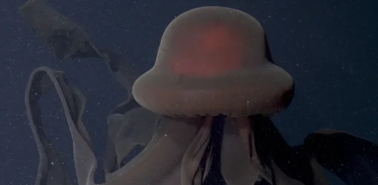 Stygiomedusa gigantea