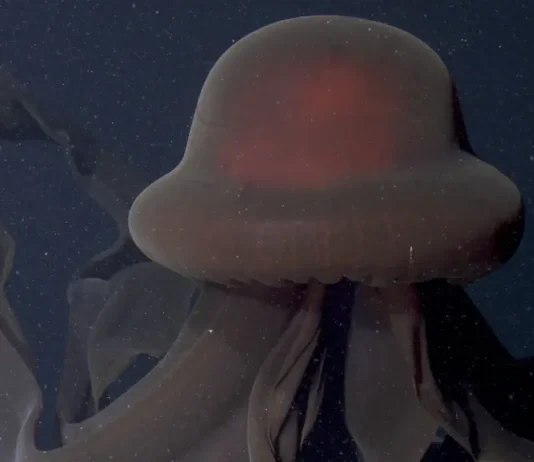 Stygiomedusa gigantea