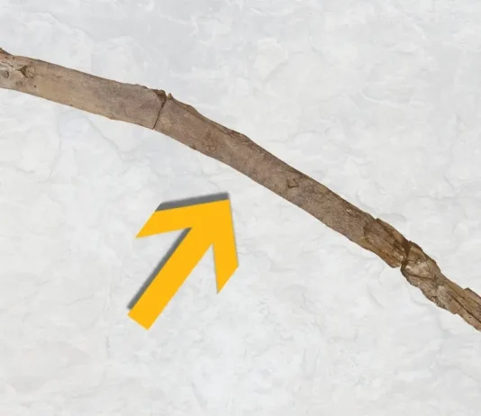 Βρέθηκε τα αρχαιότερα ξύλινα εργαλεία του κόσμου στην Ελλάδα, ηλικίας 430.000 ετών