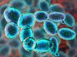 οργανισμοί άρη