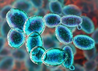 οργανισμοί άρη