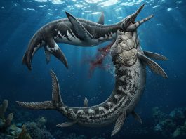 Ανακάλυψη ενός απολιθώματος προσφέρει ίσως μια εικόνα για τους κινδύνους που έκρυβαν οι θάλασσες πριν από 80 εκατομμύρια χρόνια.